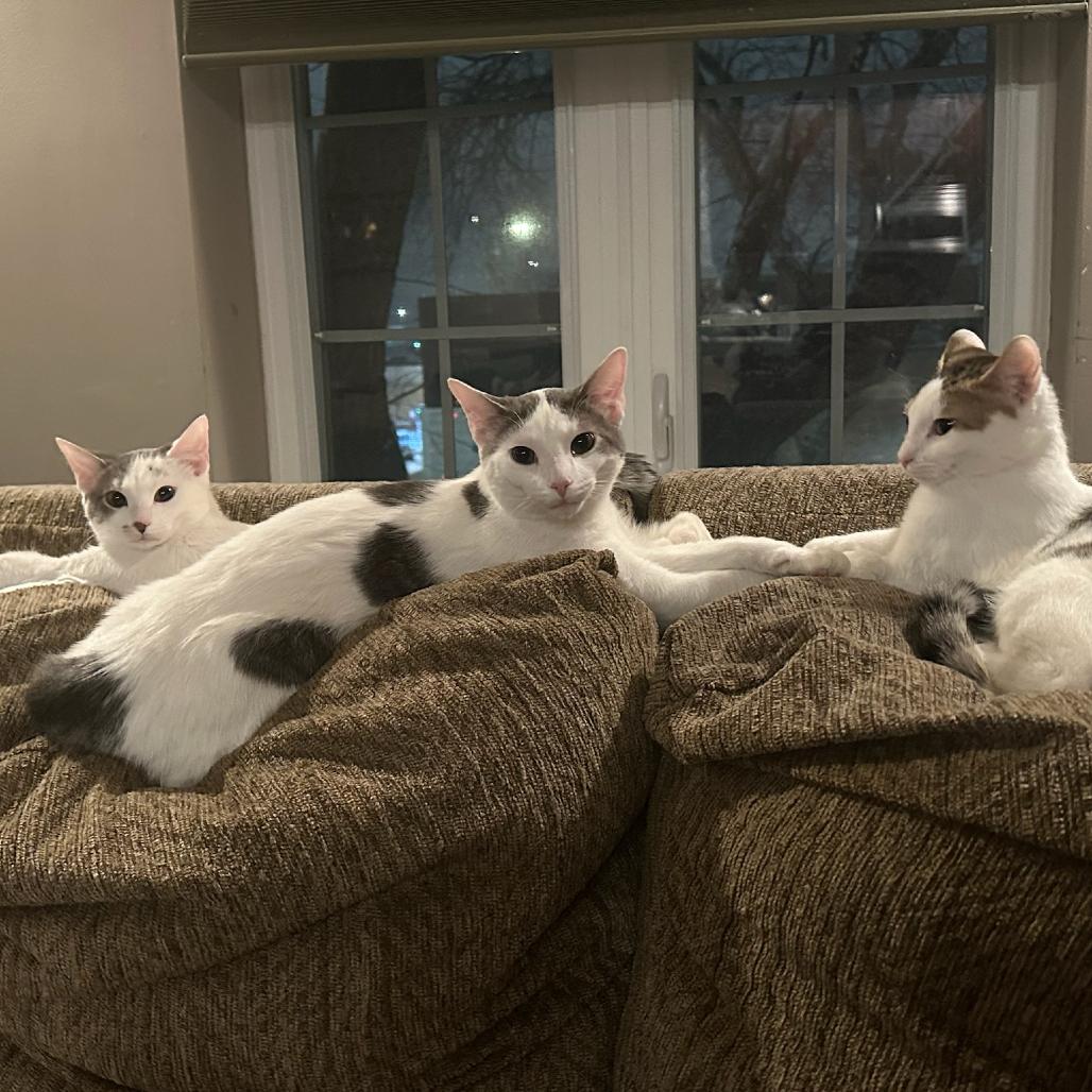 Enlarge Cupid, a Adoptable Domestic Short Hair in Glenview, IL image 2/5