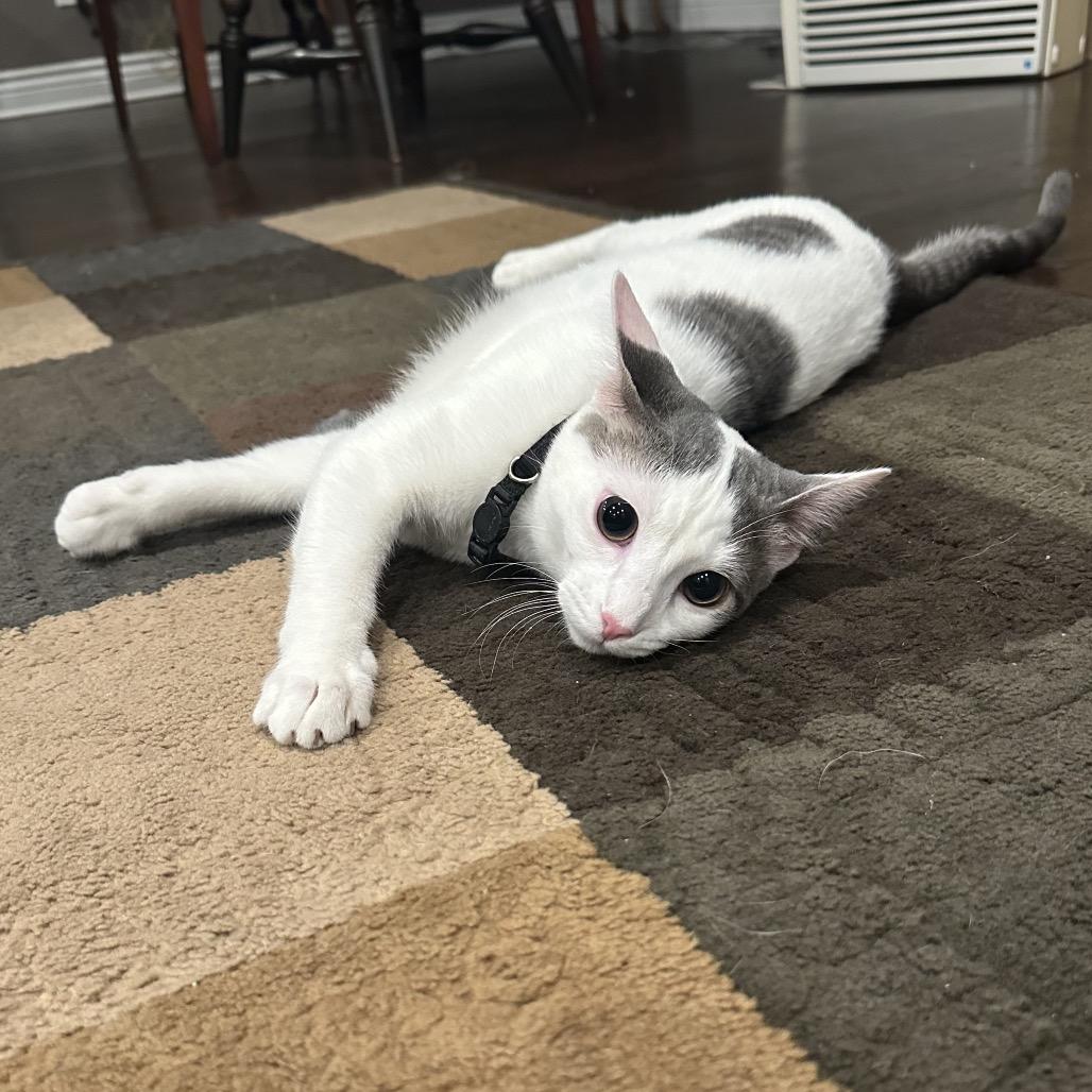 Enlarge Cupid, a Adoptable Domestic Short Hair in Glenview, IL image 2/4