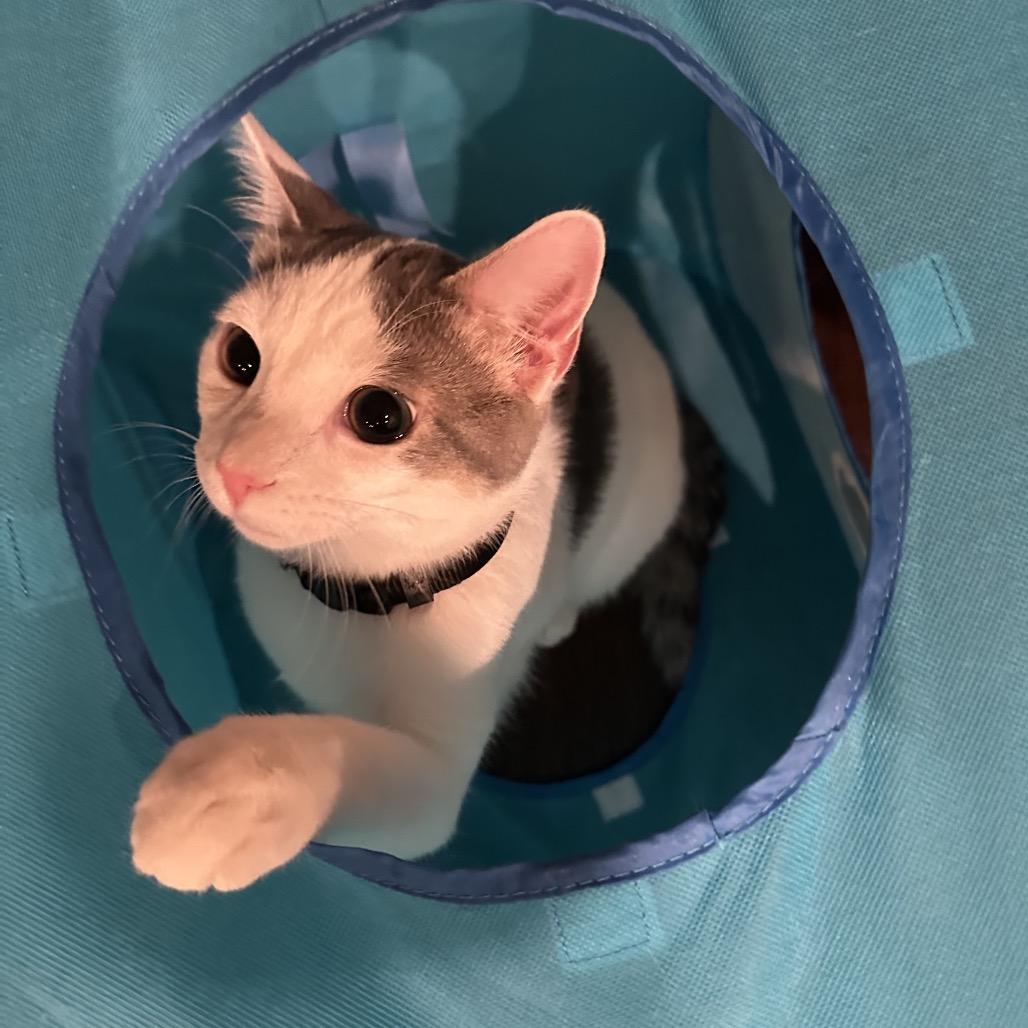 Enlarge Cupid, a Adoptable Domestic Short Hair in Glenview, IL image 3/4