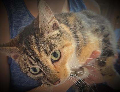Enlarge Gemma, a Adoptable mixed breed in Klamath Falls, OR image 1/1