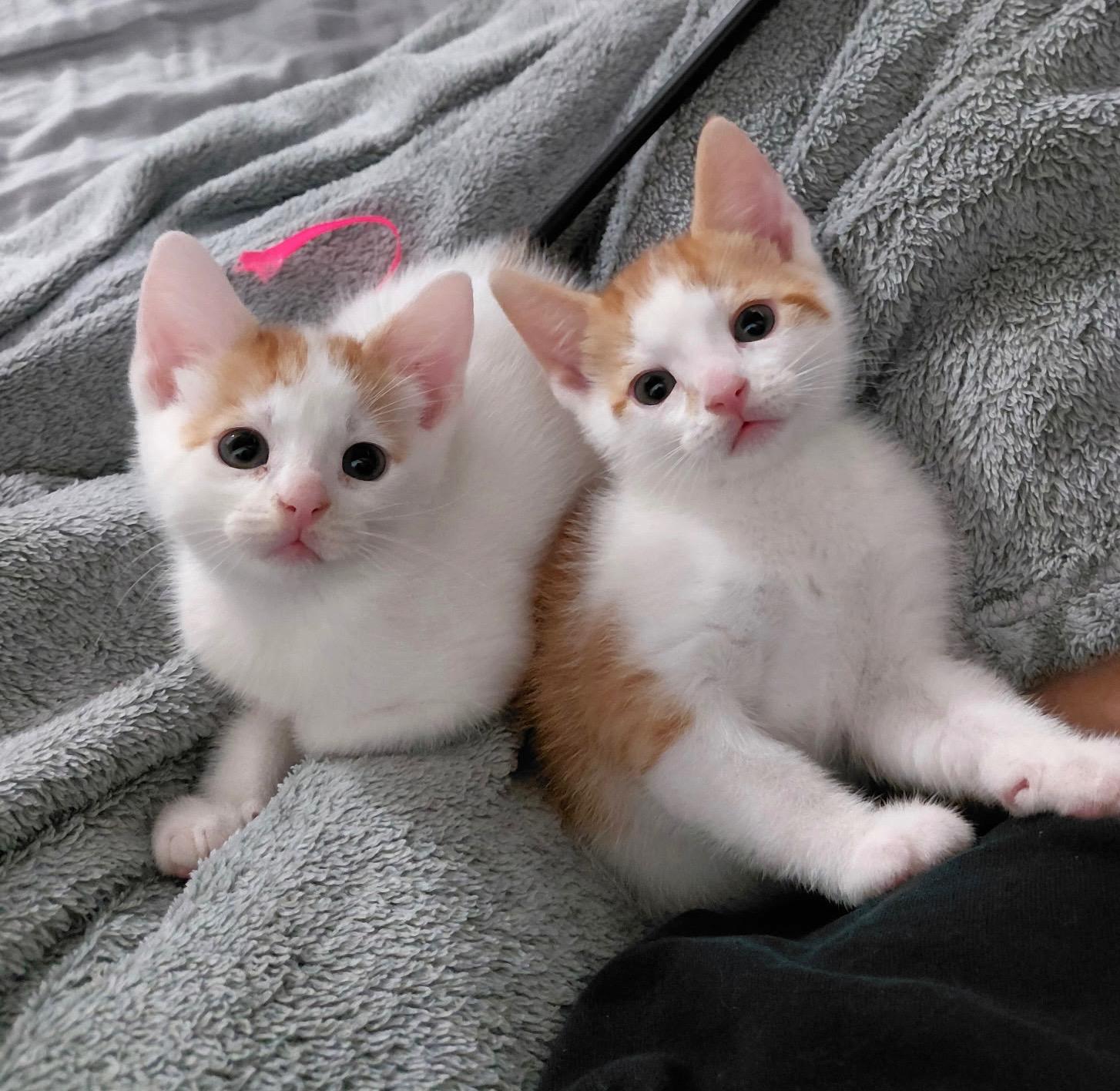 Len and Rin Bonded, an adopted Domestic Short Hair in Cambridge, MA image 1/6