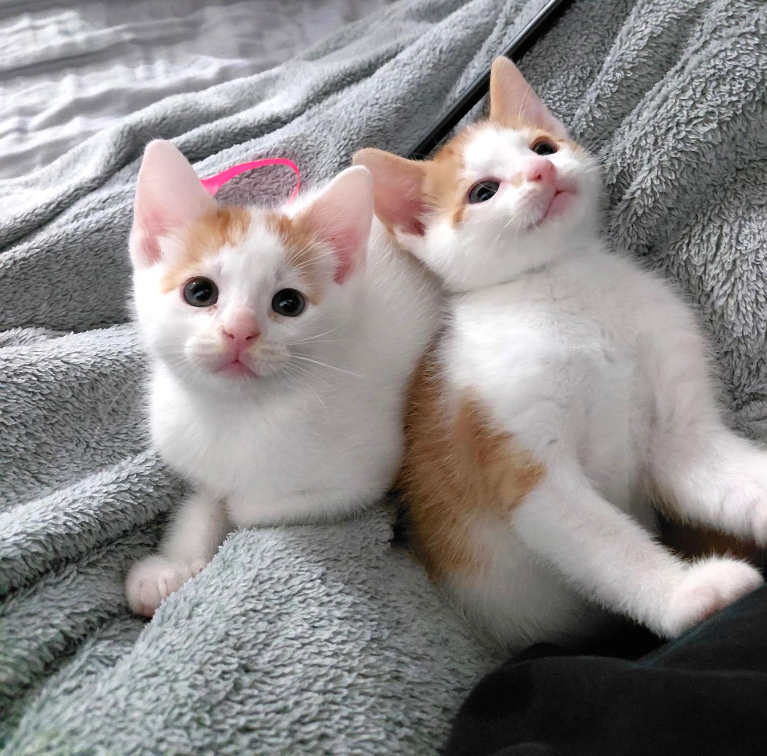 Len and Rin Bonded, an adopted Domestic Short Hair in Cambridge, MA image 6/6