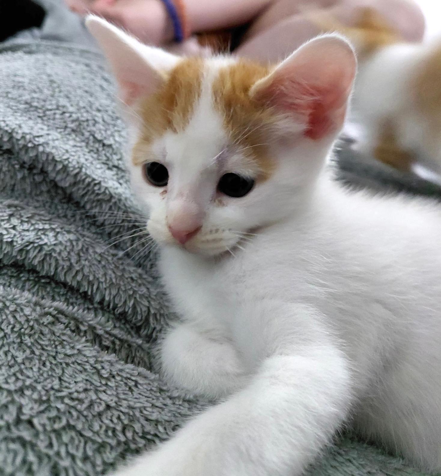 Len and Rin Bonded, an adopted Domestic Short Hair in Cambridge, MA image 4/6