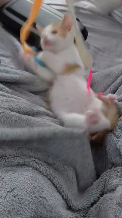 Enlarge Len and Rin Bonded, an adopted Domestic Short Hair in Cambridge, MA video 5/6