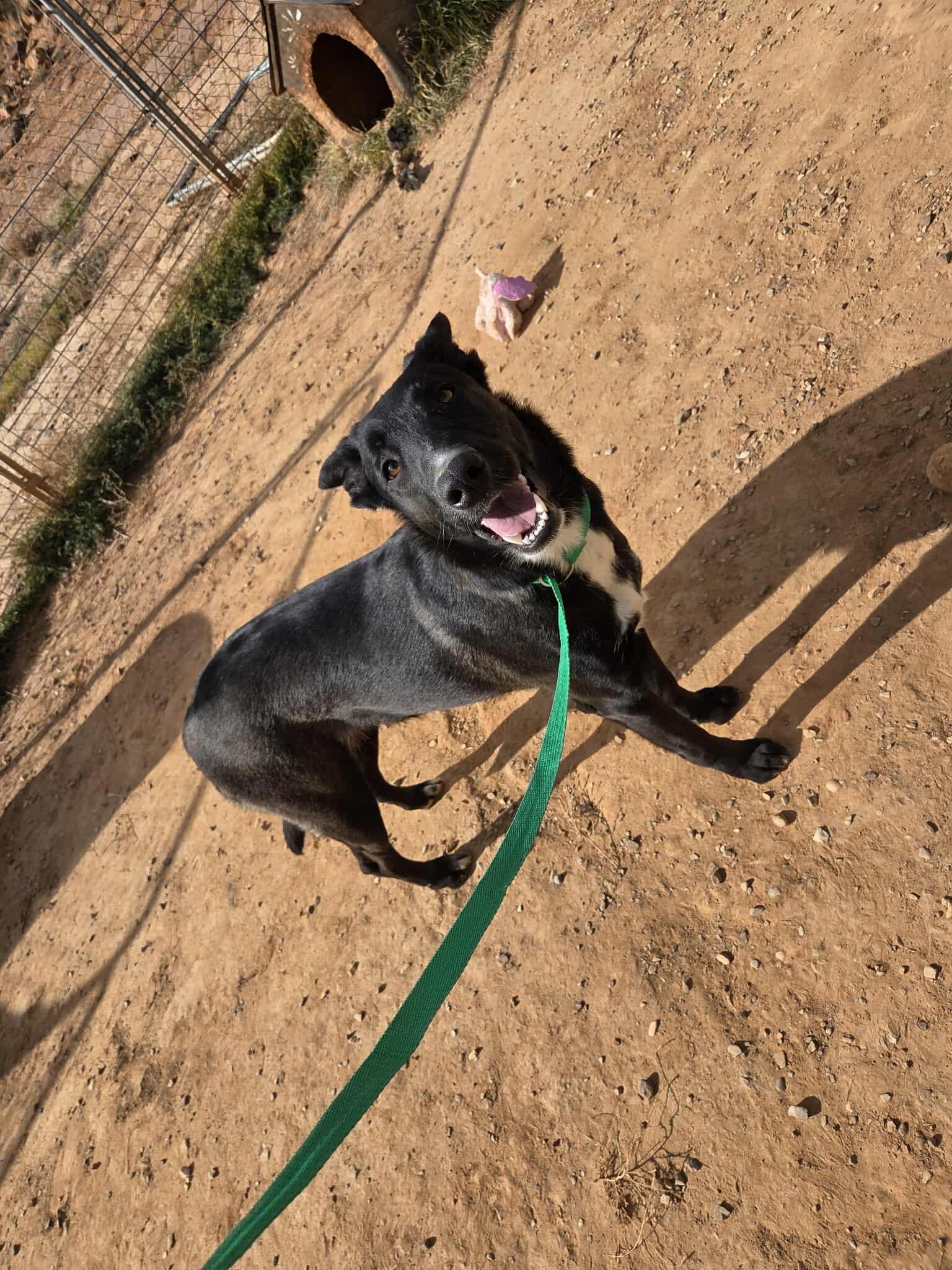 Little girl, a Adoptable mixed breed in Roosevelt, UT image 2/3