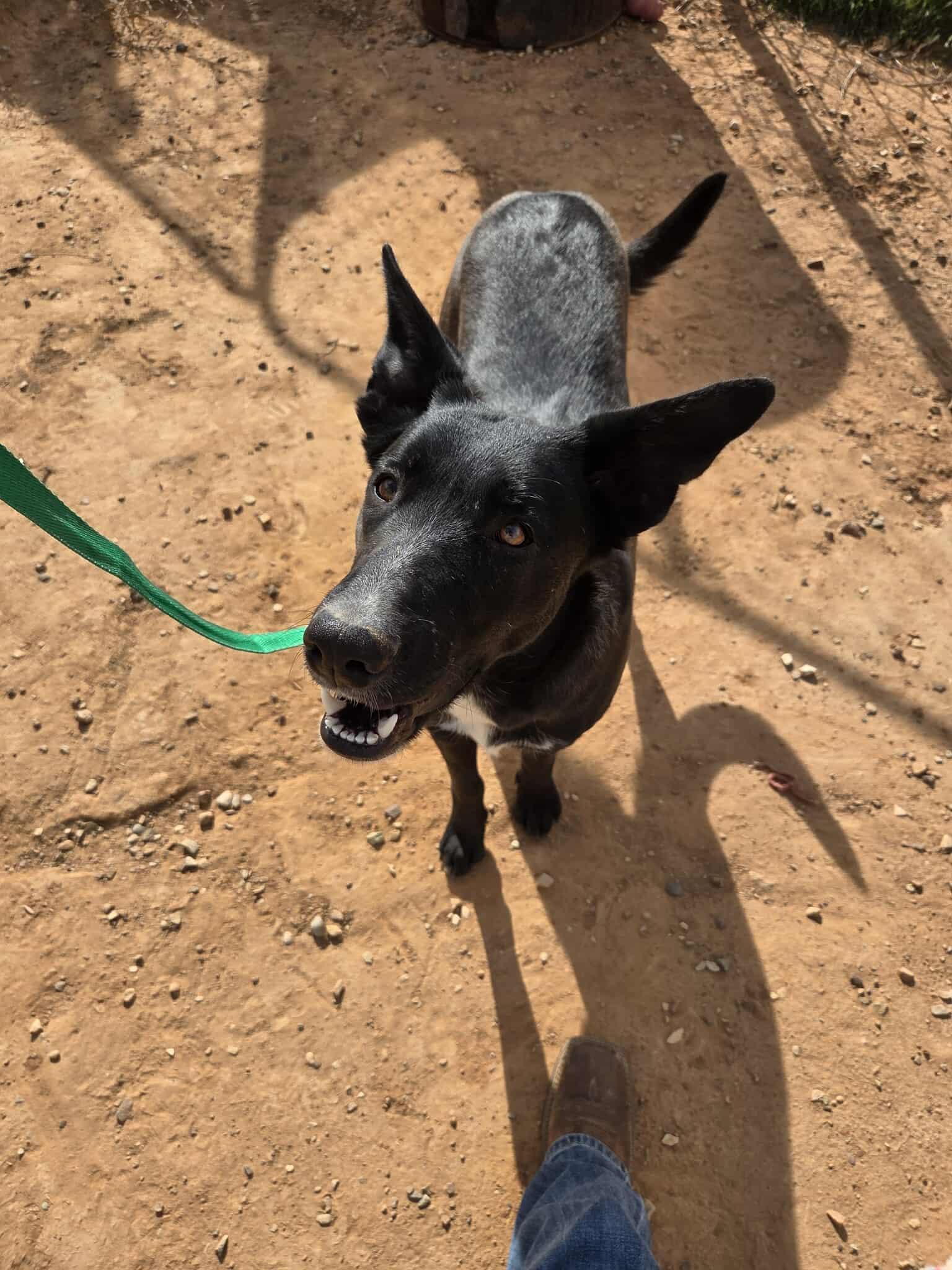 Little girl, a Adoptable mixed breed in Roosevelt, UT image 3/3