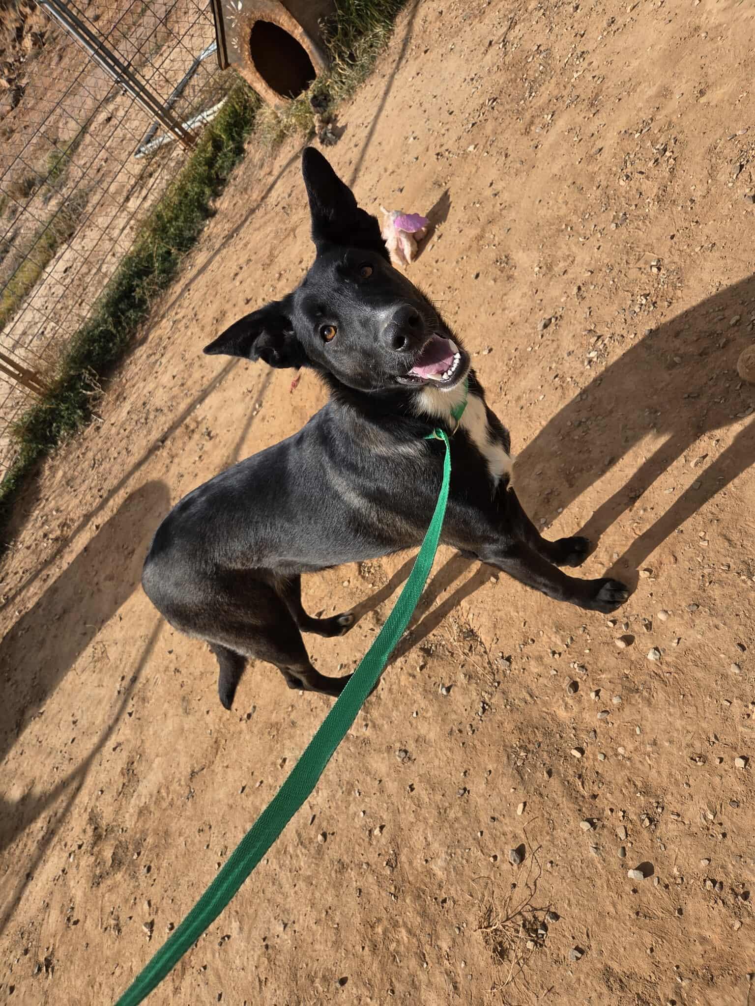 Little girl, a Adoptable mixed breed in Roosevelt, UT image 1/3