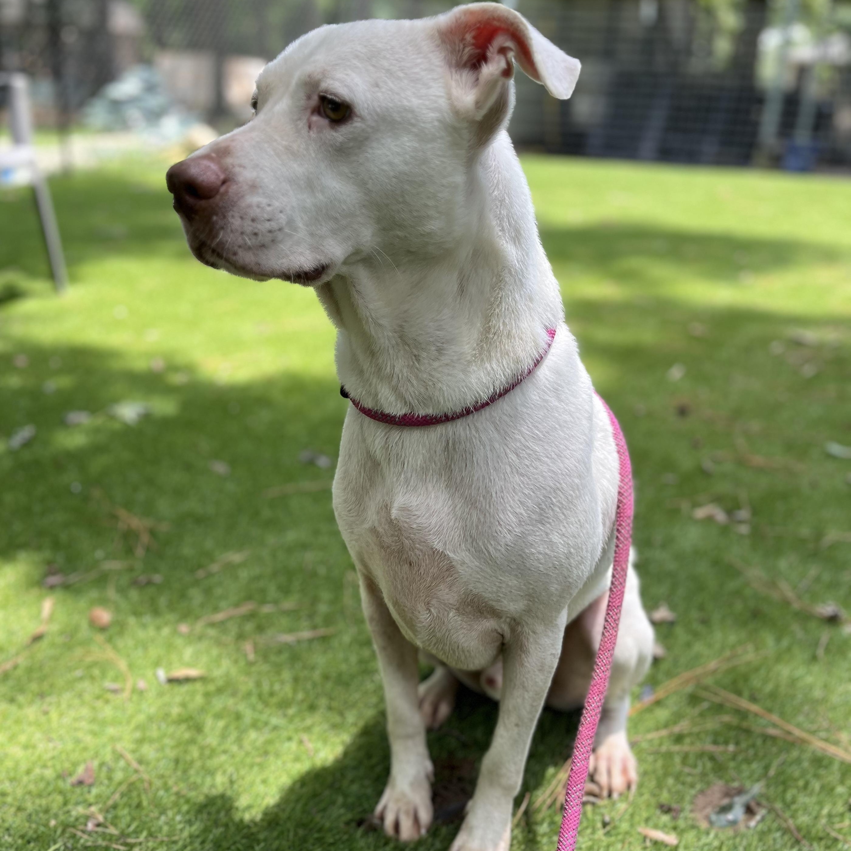 Casanova — thumbnail 4