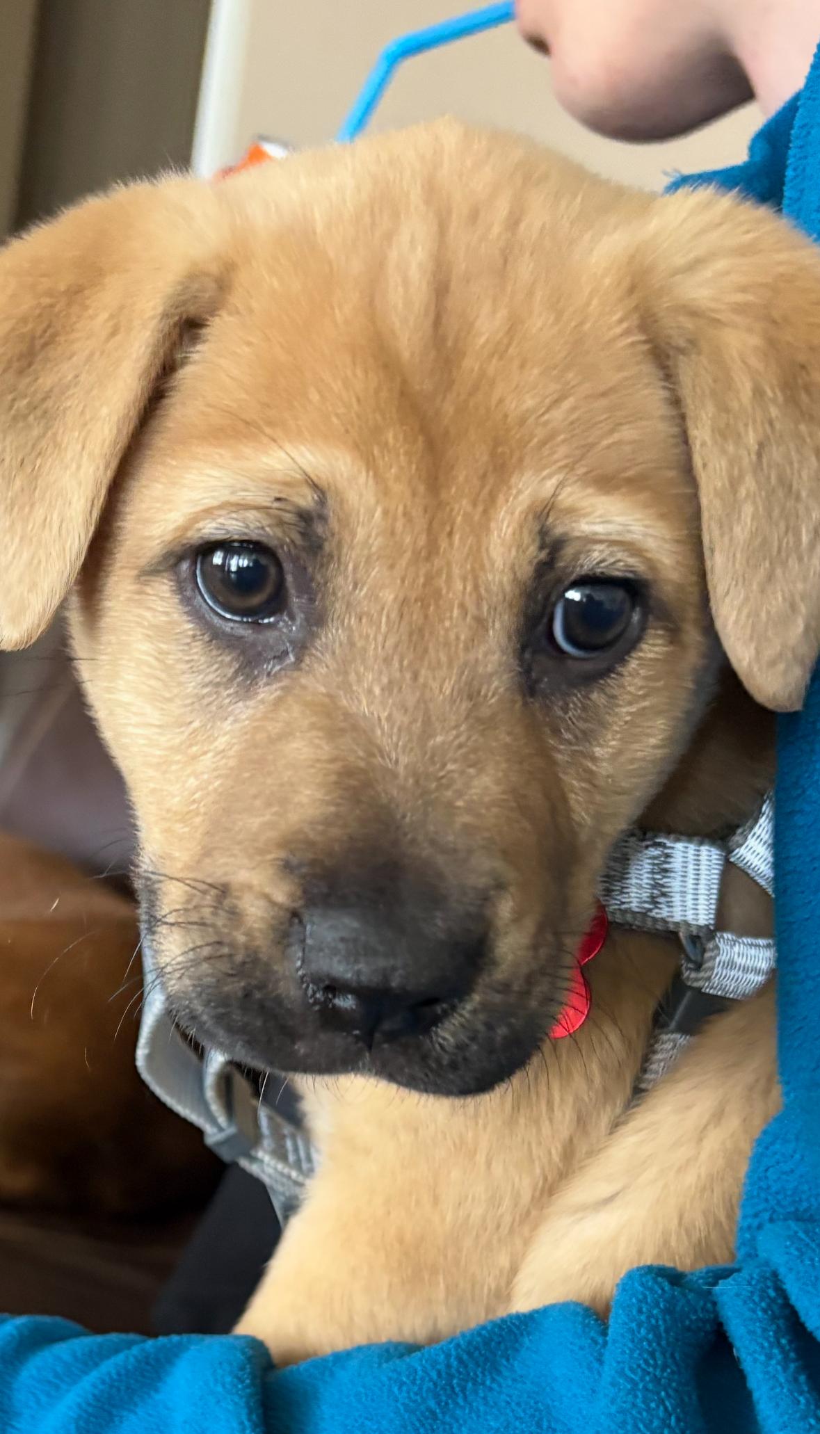 Enlarge Tater Tot, a ADOPTABLE mixed breed in Southampton, PA image 2/2