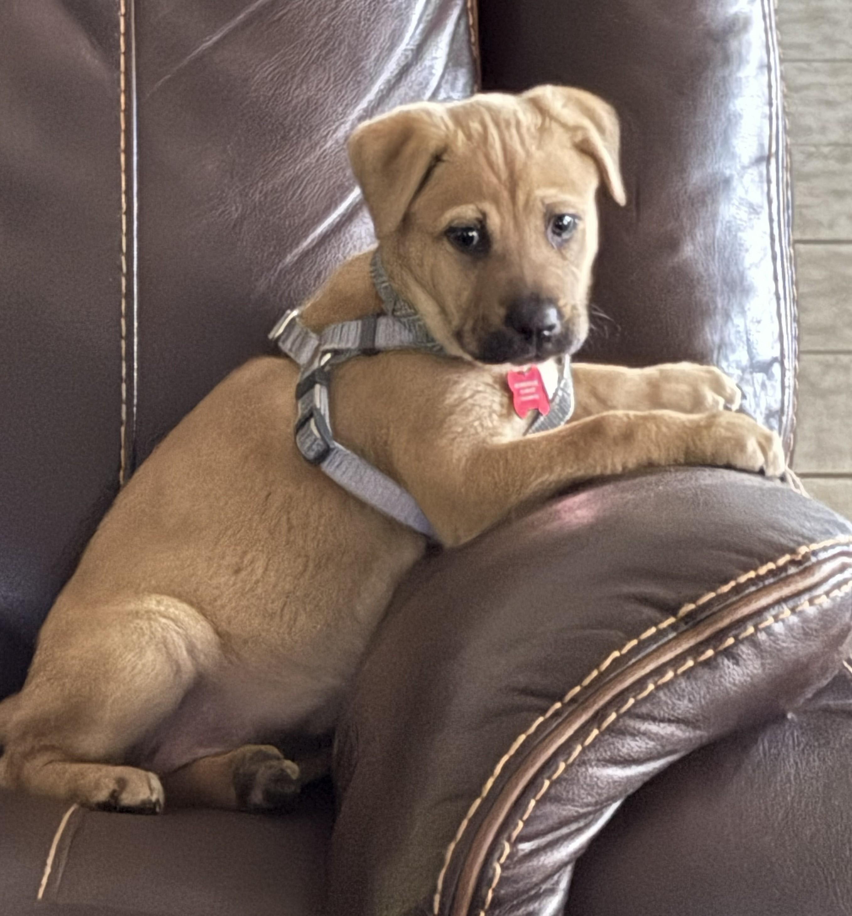 Tater Tot, ADOPTABLE, Puppy Female Labrador Retriever & Hound.
