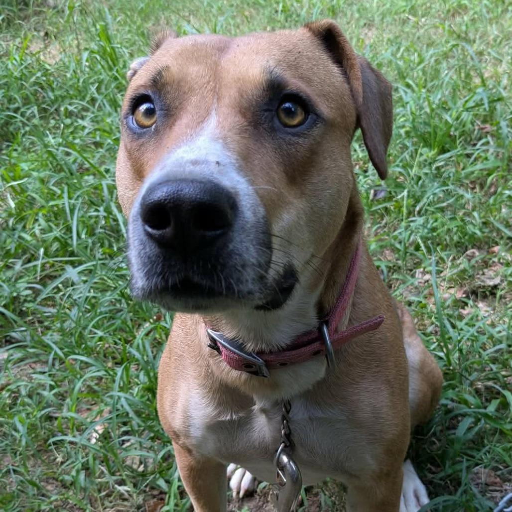 Enlarge Indy, a Adoptable Mixed Breed in Evensville, TN image 1/6