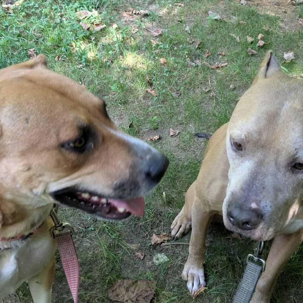 Enlarge Indy, a Adoptable Mixed Breed in Evensville, TN image 2/6