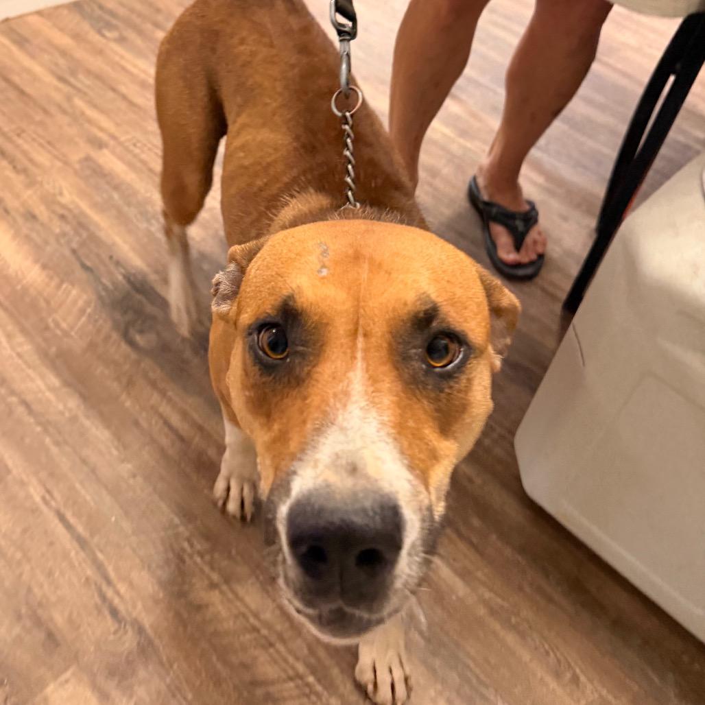 Enlarge Indy, a Adoptable Mixed Breed in Evensville, TN image 3/6