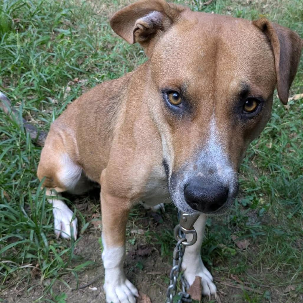 Enlarge Indy, a Adoptable Mixed Breed in Evensville, TN image 4/6