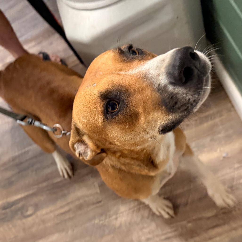 Enlarge Indy, a Adoptable Mixed Breed in Evensville, TN image 5/6