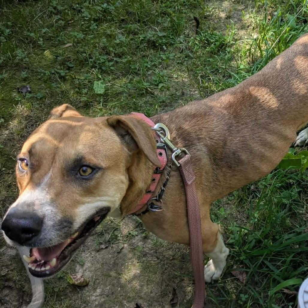 Enlarge Indy, a Adoptable Mixed Breed in Evensville, TN image 6/6