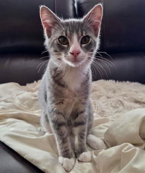 Storm, Adoptable, Young Male Domestic Short Hair.