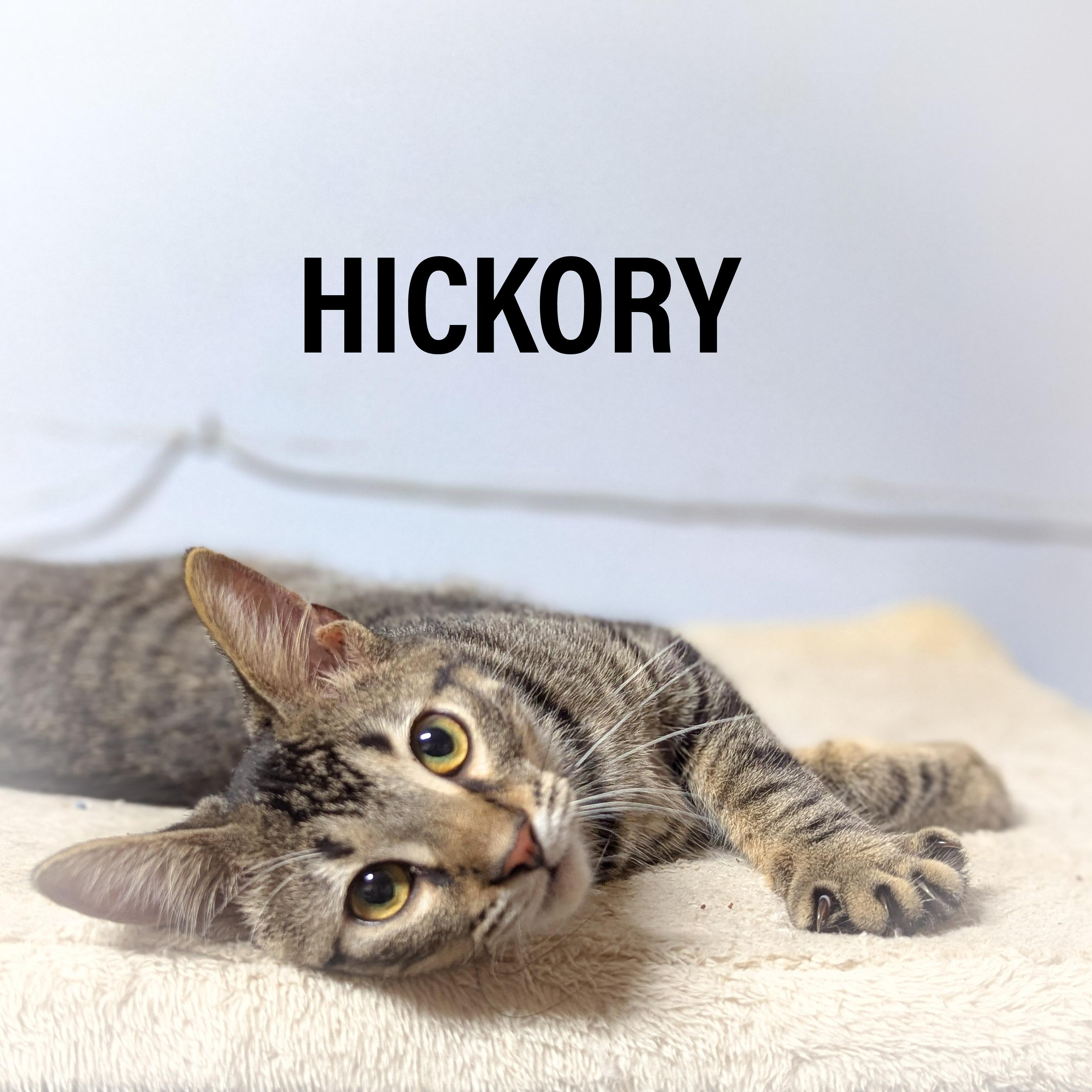 Enlarge HICKORY, a Adopted mixed breed in Schererville, IN image 3/4