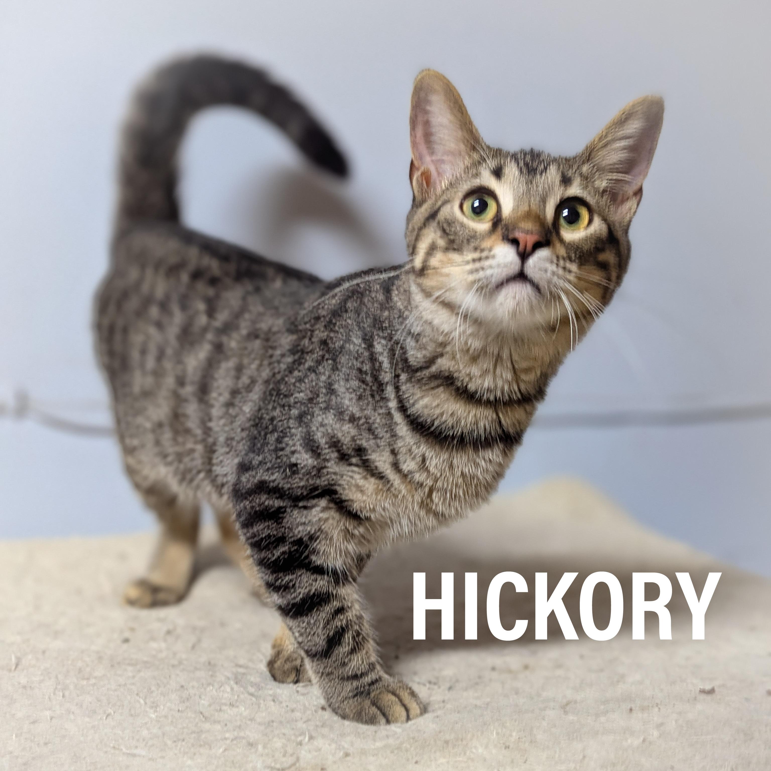 HICKORY, Adopted, Young Male Domestic Short Hair & Tabby.