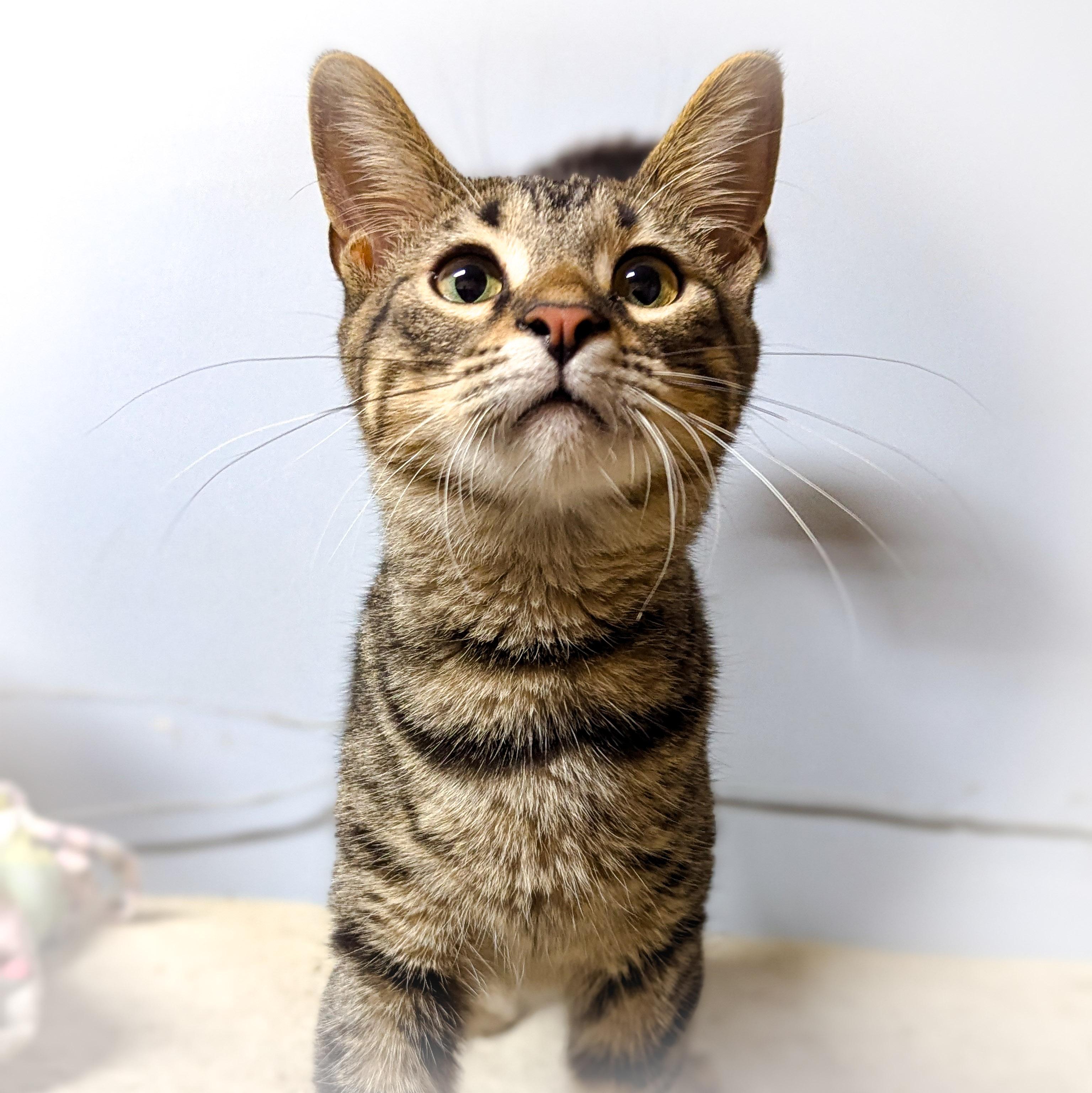Enlarge HICKORY, a Adopted mixed breed in Schererville, IN image 4/4