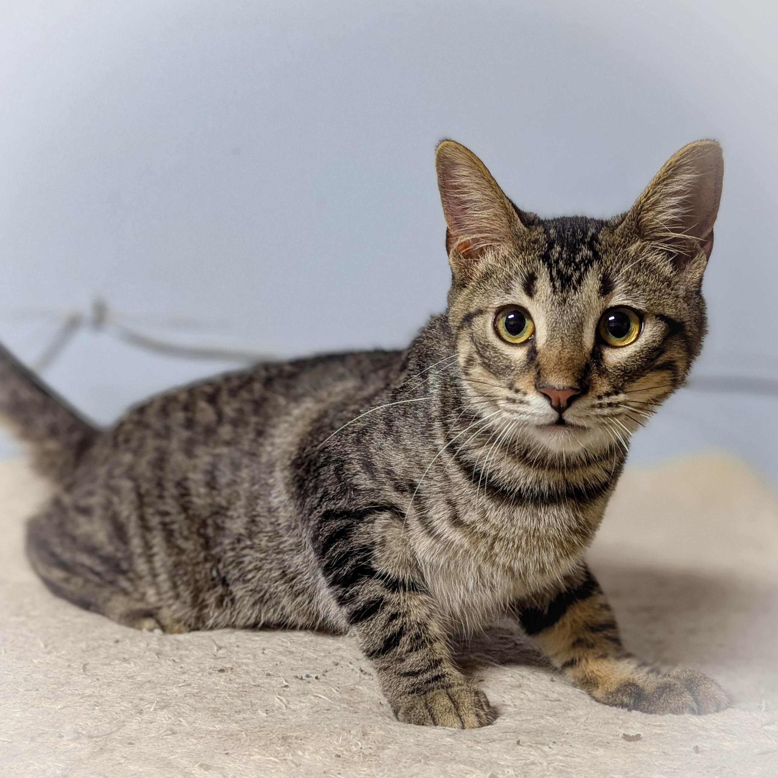 Enlarge HICKORY, a Adopted mixed breed in Schererville, IN image 2/4