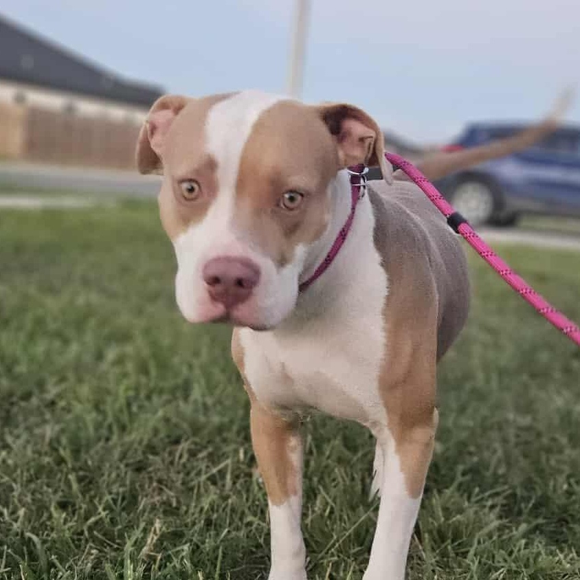 Pam-fostered in Texas, transport available — thumbnail 4