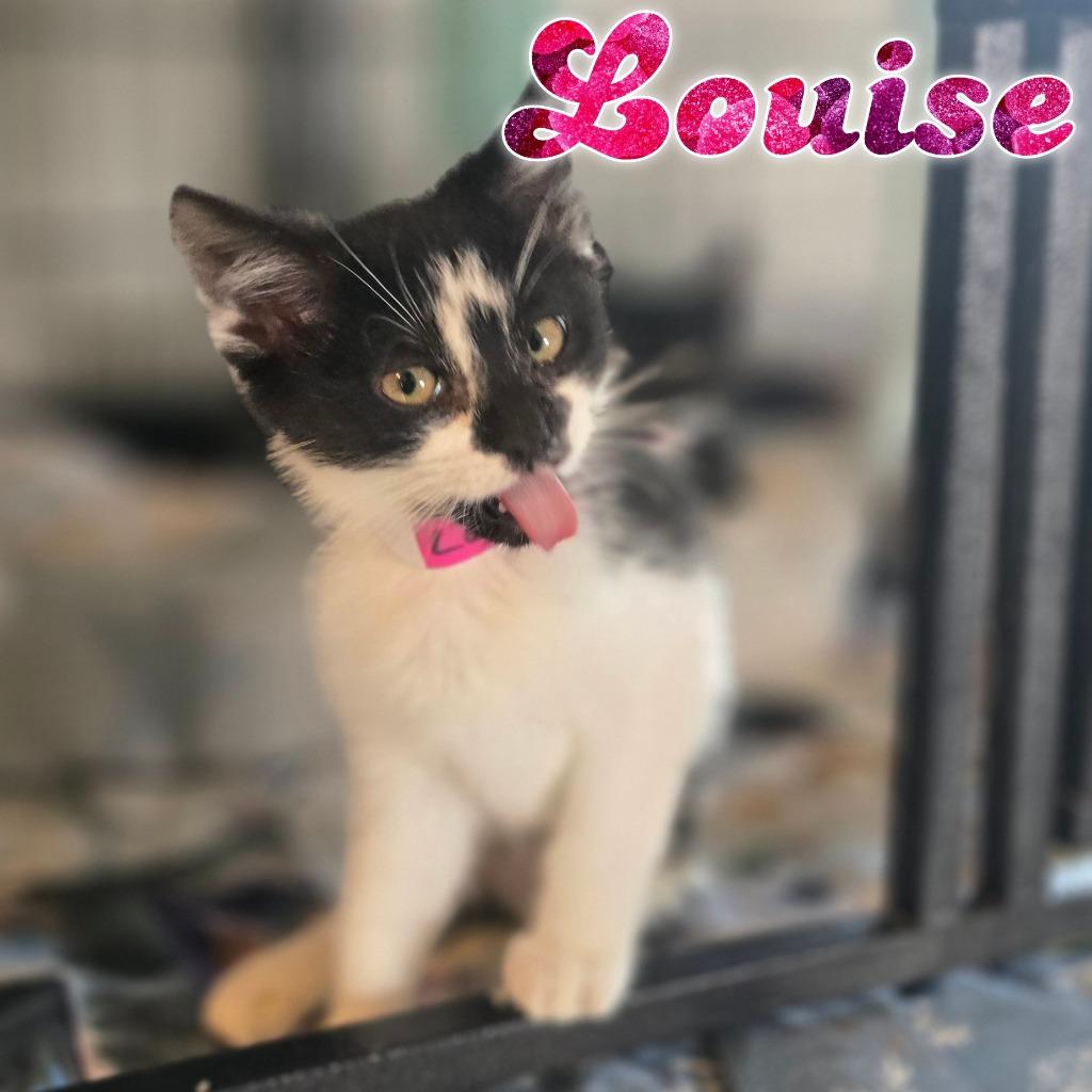 Louise, Adoptable, Kitten Female Domestic Short Hair.