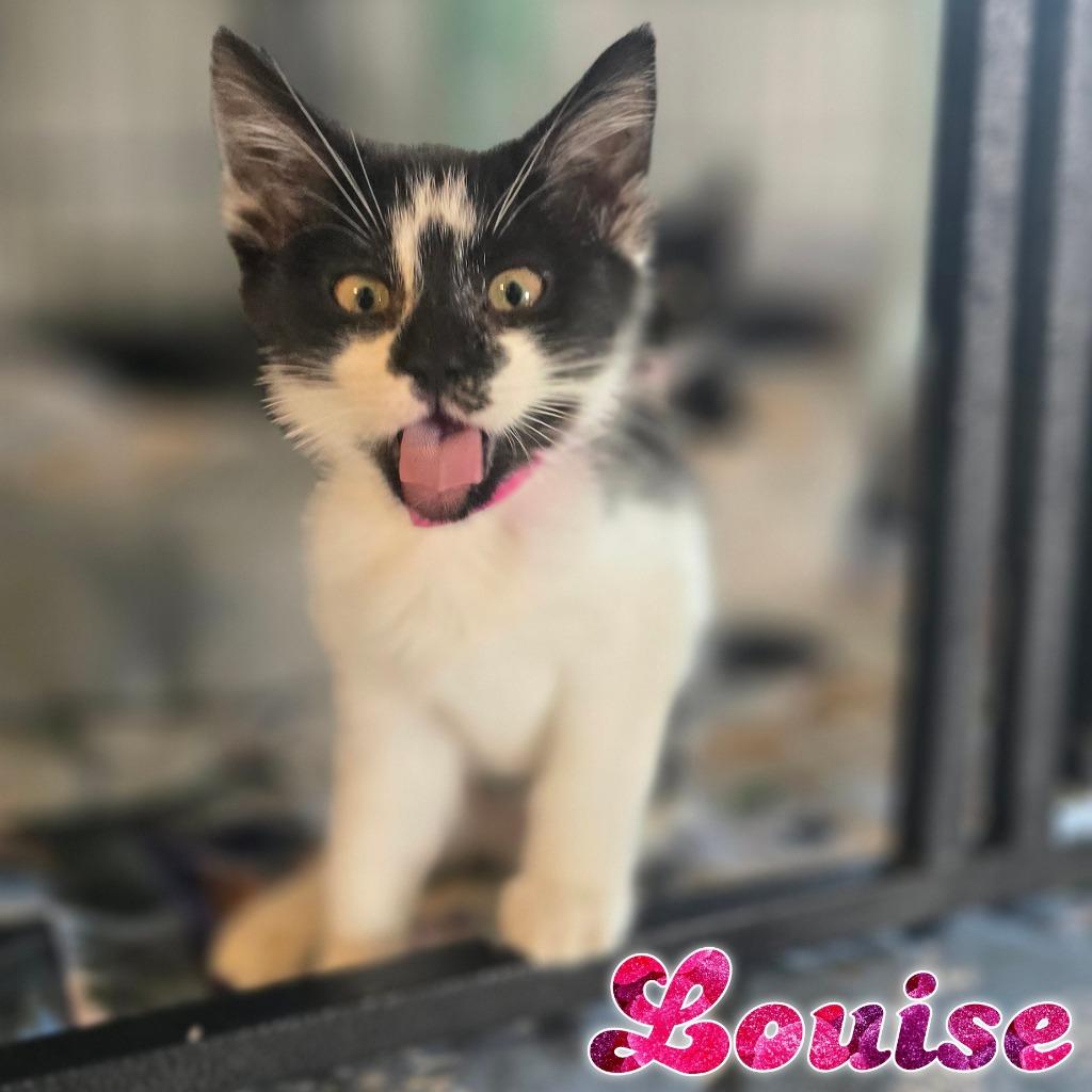 Louise, a Adoptable Domestic Short Hair in Hillsboro, OH image 2/3