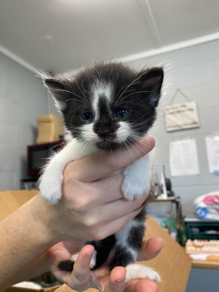Louise, a Adoptable Domestic Short Hair in Hillsboro, OH image 3/3