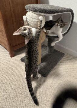 Enlarge Pancake (Guardian Assist), a Adoptable Domestic Short Hair in Fremont, CA image 1/2