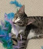 Enlarge Pancake (Guardian Assist), a Adoptable Domestic Short Hair in Fremont, CA image 2/2