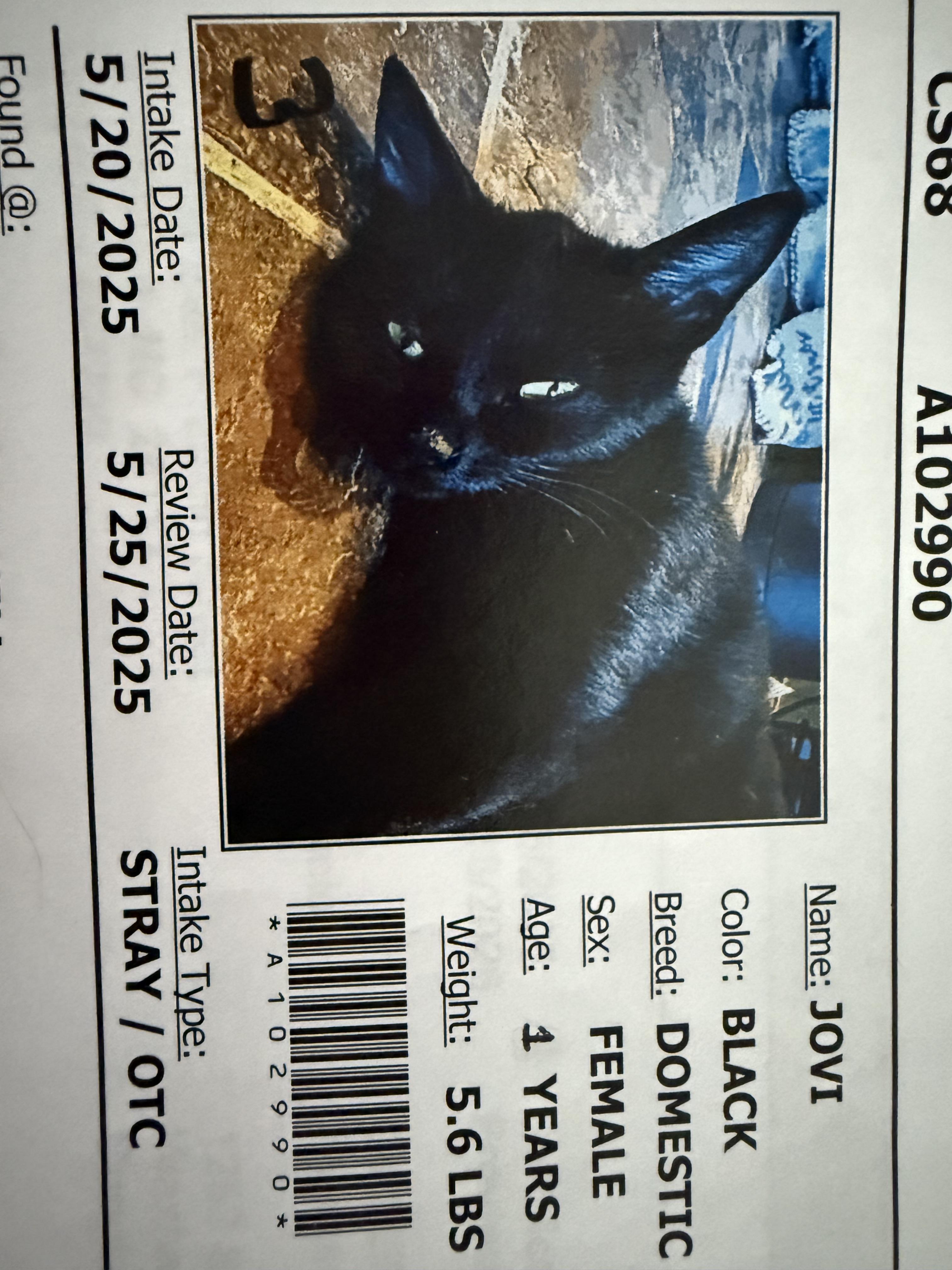 Jovi, Adult Female unknown