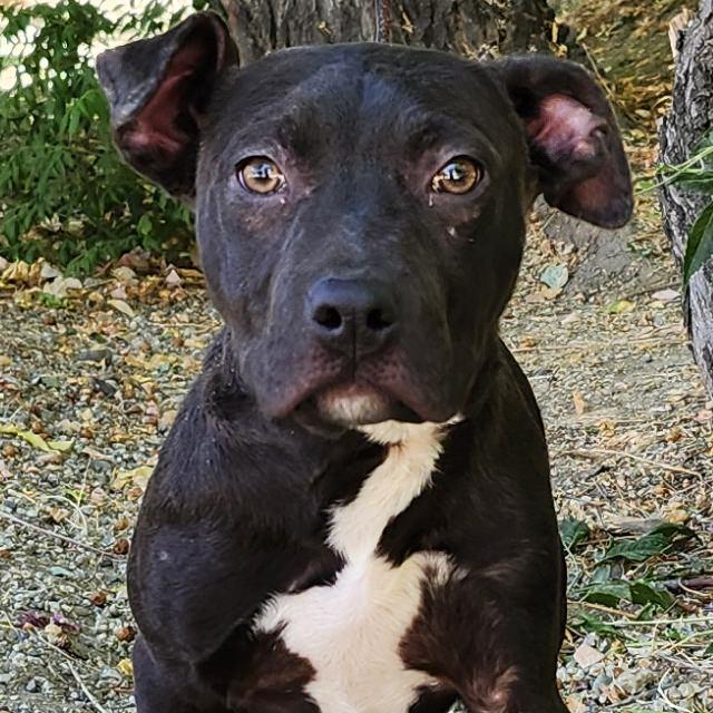 Lola, Adoptable, Puppy Female Pit Bull Terrier.