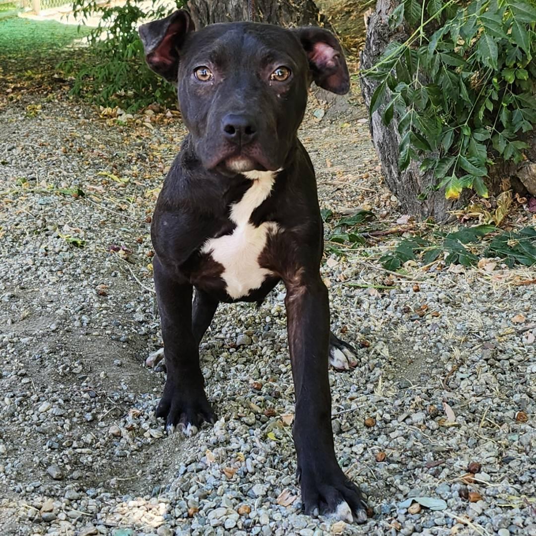 Lola, a Adoptable Pit Bull Terrier in Burbank, CA image 2/5