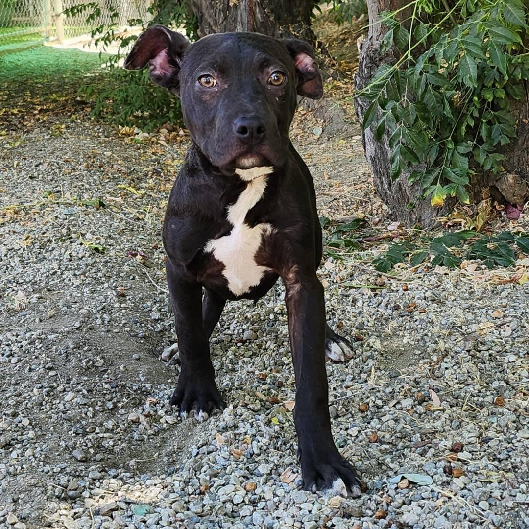 Lola, a Adoptable Pit Bull Terrier in Burbank, CA image 4/5
