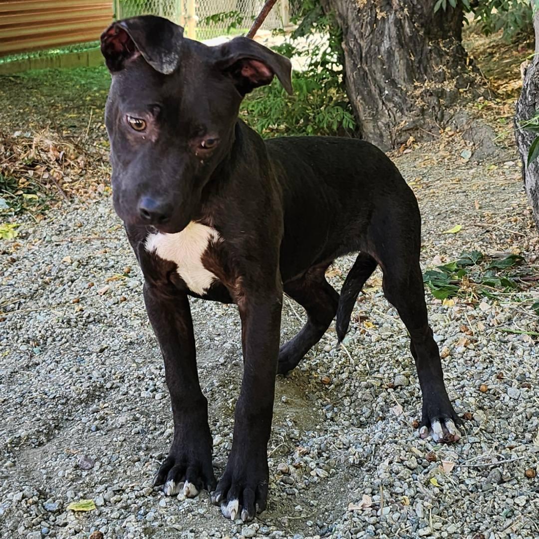 Lola, a Adoptable Pit Bull Terrier in Burbank, CA image 5/5