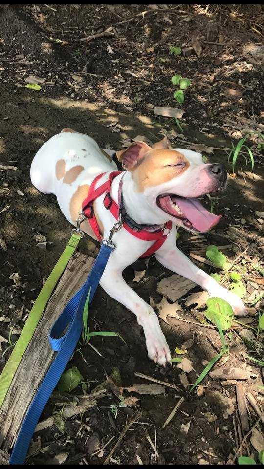 Laney, Adopted, Adult Male Pit Bull Terrier.