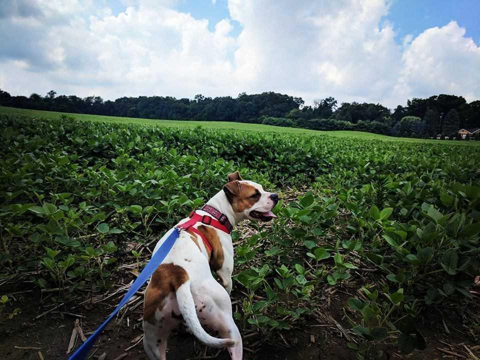 Laney, a Adopted mixed breed in South Bend, IN image 2/4