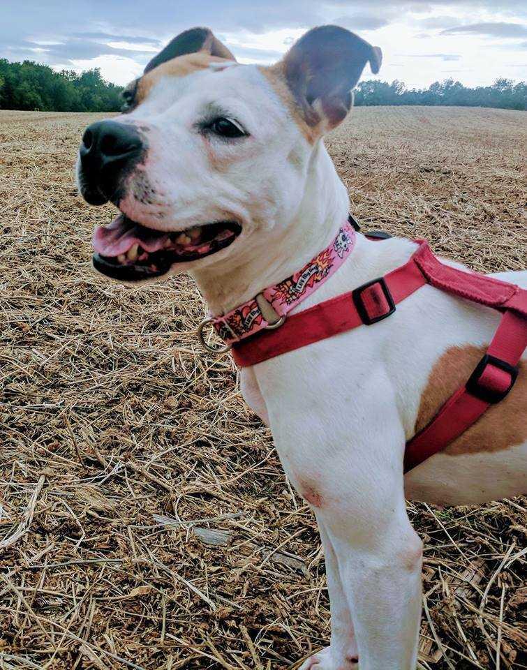 Laney, a Adopted mixed breed in South Bend, IN image 3/4