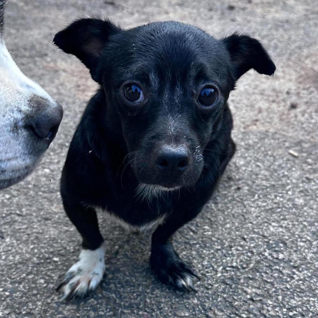 Enlarge Papa Squat, a Adoptable mixed breed in Prospect, KY image 1/1