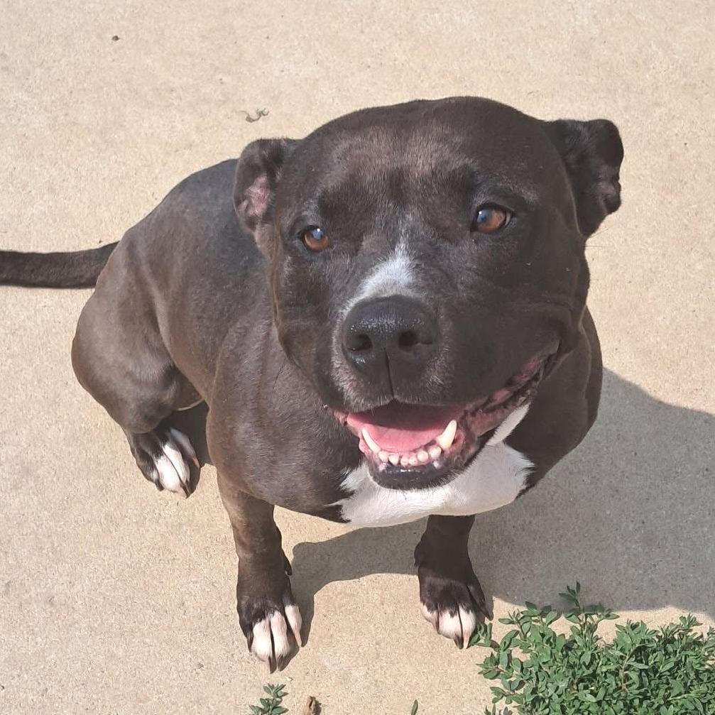 Juno BALL DRIVEN, Adoptable, Adult Female American Bulldog & Pit Bull Terrier.