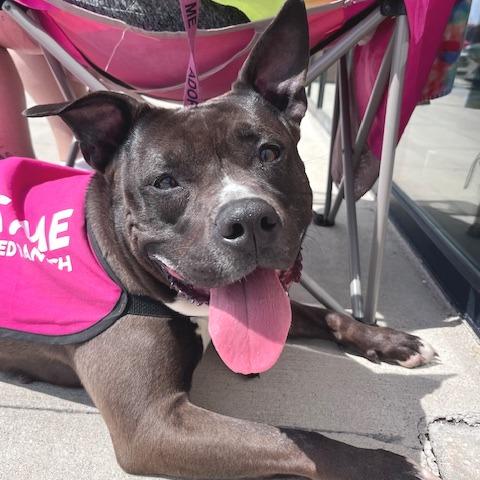 Juno BALL DRIVEN, a Adoptable mixed breed in Mooresville, IN image 1/6