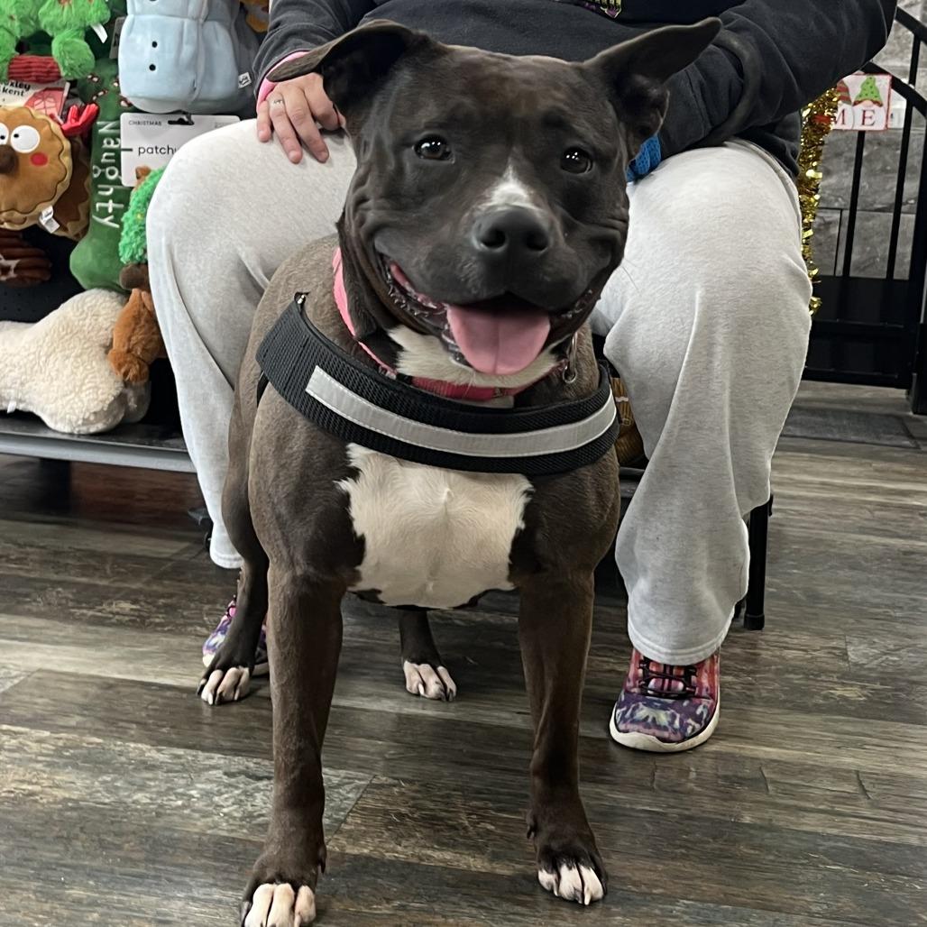 Enlarge Juno BALL DRIVEN, a Adoptable mixed breed in Mooresville, IN image 1/6