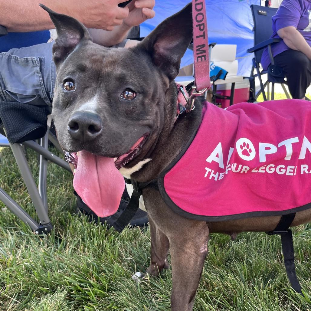 Juno BALL DRIVEN, a Adoptable mixed breed in Mooresville, IN image 3/6