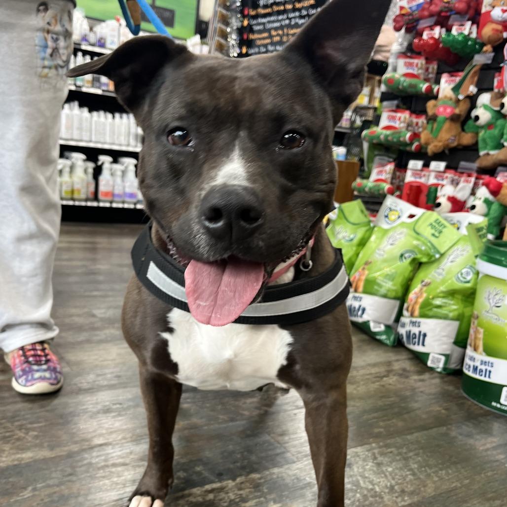 Enlarge Juno BALL DRIVEN, a Adoptable mixed breed in Mooresville, IN image 3/6