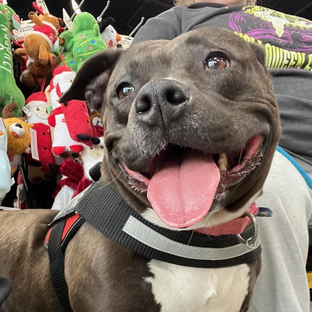 Enlarge Juno BALL DRIVEN, a Adoptable mixed breed in Mooresville, IN image 4/6