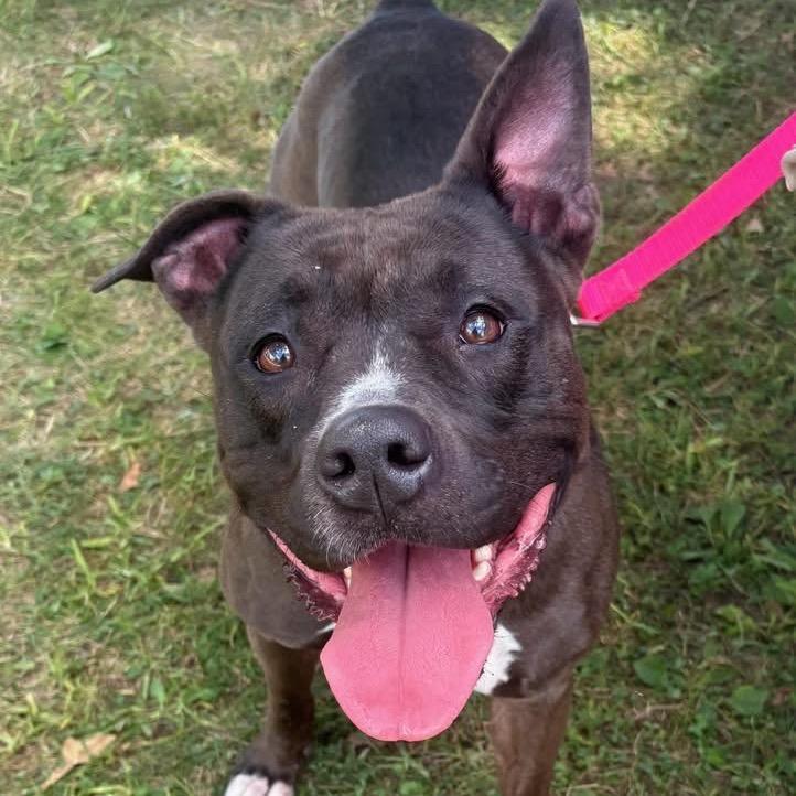 Enlarge Juno BALL DRIVEN, a Adoptable mixed breed in Mooresville, IN image 5/6