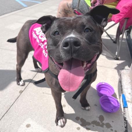 Juno BALL DRIVEN, a Adoptable mixed breed in Mooresville, IN image 6/6