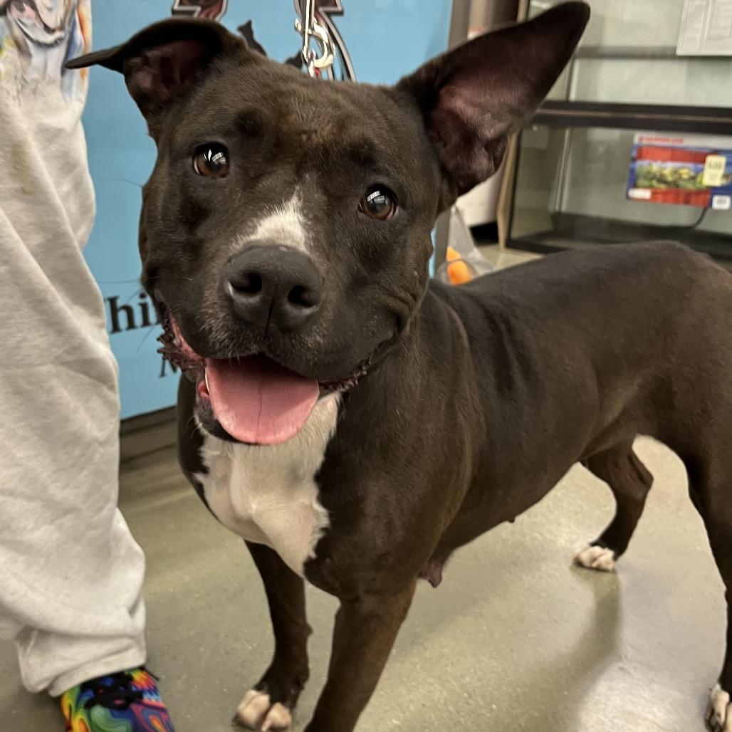 Enlarge Juno BALL DRIVEN, a Adoptable mixed breed in Mooresville, IN image 6/6