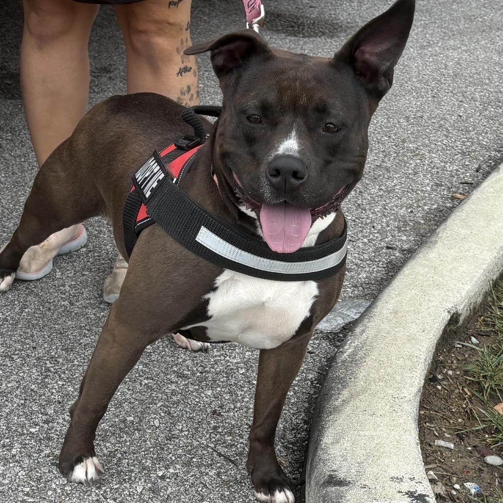 Enlarge Juno BALL DRIVEN, a Adoptable mixed breed in Mooresville, IN image 5/5
